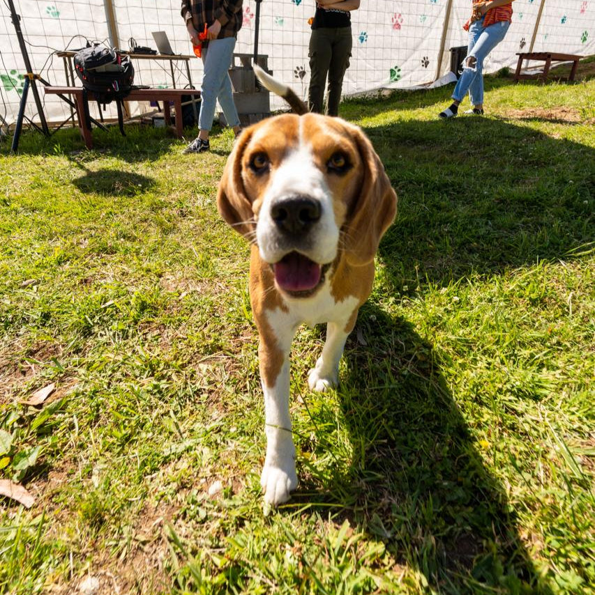 Parque Canino Divertican Perros Grandes ( sobre 10 kg )